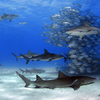 One Key To Healthy Oceans?  Sharks