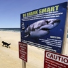 2 Australian States Say Their Sharks Will No Longer 'Attack.'  They Will Only 'Bite' 