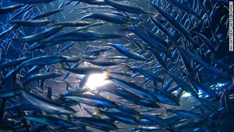 A study finds that when anchovies mate, they tip the ocean and stimulate a healthy ecosystem