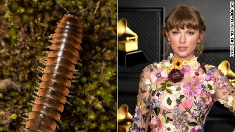 Taylor Swift inspired the entomologist to name a new species of millipede after the star