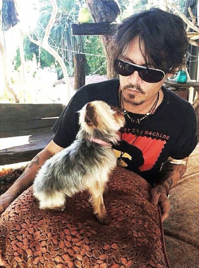 Depp was seen with his beloved cup, Yorkie, in an undated snapshot on social media.  The star argues that the tiny dog ​​may have produced a large amount of poo.