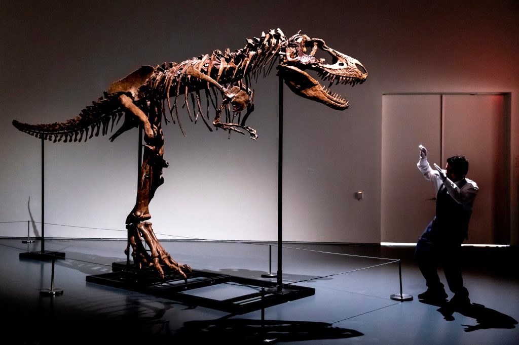 A Sotheby's New York employee displays the size of a Gorgosaurus skeleton, the first to be auctioned.