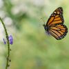 What happened to the butterflies?  Climate and deforestation threaten the emigration of the king