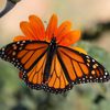 The butterflies are back!  The annual emigration of kings shows the highest numbers in years