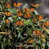 Study says captive-bred monarchs have trouble migrating to the south