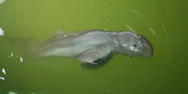 A baby dolphin named Paradon swims at the Marine and Coastal Resources Research and Development Center in Thailand's eastern Rayong province, Friday, August 26, 2022.