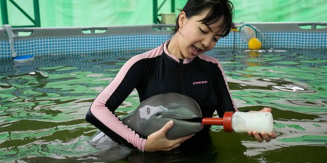 Volunteer Thibonyar Thipguntar feeds a baby dolphin called Paradon with milk at the Marine and Coastal Resources Research and Development Center in Thailand's eastern Rayong province, Friday, August 26, 2022. 
