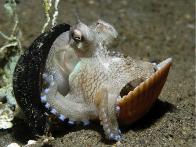 Octopus hiding between two shells on the sandy sea bottom. 