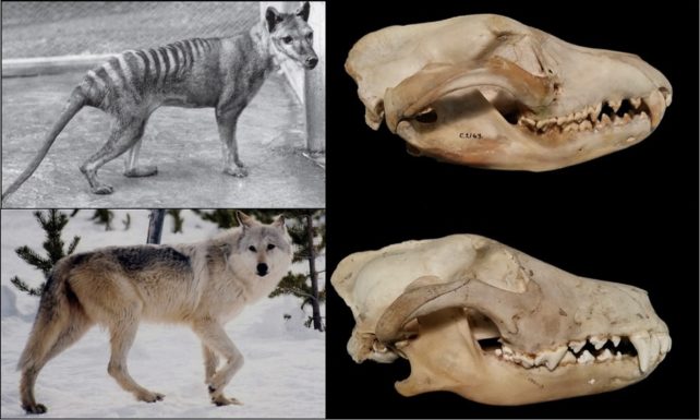 Skulls and body of gray wolf and thylacine side by side. 