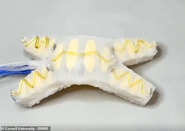 After researchers punctured one of its legs, the robot was able to detect damage and self-heal the wounds